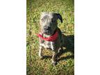 Adopt Ash a Black Mixed Breed (Medium) / Mixed Breed (Medium) / Mixed (short