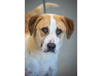 Adopt Hershey a Tan/Yellow/Fawn Mixed Breed (Medium) / Mixed dog in Greenwood