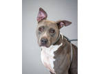 Adopt Blair a Gray/Blue/Silver/Salt & Pepper American Staffordshire Terrier /