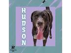 Adopt Hudson a Brown/Chocolate Mixed Breed (Large) / Mixed dog in Ashtabula