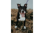 Adopt Willow a Black Border Collie / American Pit Bull Terrier / Mixed (short
