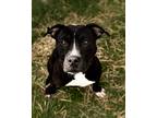Adopt Scott a Black American Pit Bull Terrier / Mixed Breed (Medium) / Mixed