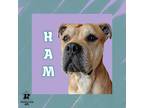 Adopt Ham a Tan/Yellow/Fawn Mixed Breed (Large) / Mixed dog in Ashtabula