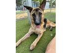 Adopt OSCAR a Black - with Tan, Yellow or Fawn German Shepherd Dog / Mixed dog