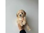 Maltipoo Puppy for sale in Los Angeles, CA, USA