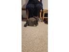 Adopt Parker a Gray or Blue Domestic Shorthair / Mixed (short coat) cat in