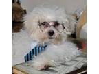 Maltipoo Puppy for sale in Dillwyn, VA, USA