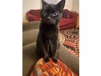 Adopt Porter a All Black Domestic Shorthair / Mixed (short coat) cat in