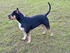 Adopt Honcho a Tricolor (Tan/Brown & Black & White) American Pit Bull Terrier /