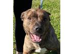 Adopt Merry a Brindle American Pit Bull Terrier / Labrador Retriever / Mixed dog
