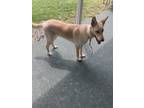 Adopt sky a White German Shepherd Dog / Mixed dog in Loudonville, OH (41360981)