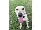 Adopt Evee a Tan/Yellow/Fawn - with White Labrador Retriever / American Pit Bull