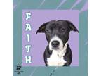 Adopt Faith a Black Mixed Breed (Small) / Mixed Breed (Medium) / Mixed (short