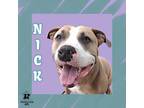Adopt Nick a Tan/Yellow/Fawn Mixed Breed (Large) / Mixed dog in Ashtabula