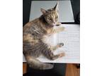 Adopt Maude a Tortoiseshell American Shorthair / Mixed (short coat) cat in