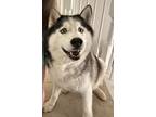Adopt Mira a Gray/Silver/Salt & Pepper - with Black Husky / Mixed dog in