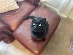 Adopt Mew a Black (Mostly) Domestic Shorthair / Mixed (short coat) cat in