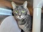 Adopt Coleslaw a Gray or Blue Domestic Shorthair / Mixed cat in Millersville