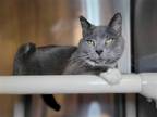 Adopt Cutie Pie a Gray or Blue (Mostly) Domestic Shorthair / Mixed cat in