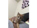 Adopt Simba a Orange or Red (Mostly) Domestic Shorthair / Mixed (short coat) cat
