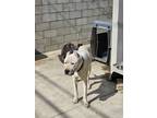 Adopt Mambo a White Dogo Argentino / Mixed dog in Lakewood, CA (41360886)