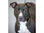 Adopt Dobby a Brown/Chocolate American Pit Bull Terrier / Mixed Breed (Medium) /
