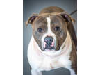 Adopt King a White American Pit Bull Terrier / Mixed dog in Greenwood