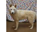 Adopt Atticus a White Husky / Mixed Breed (Medium) / Mixed (short coat) dog in