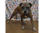 Adopt Sky a Brown/Chocolate American Pit Bull Terrier / Mixed dog in