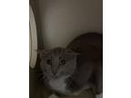 Adopt Tilly a Gray or Blue Domestic Shorthair / Domestic Shorthair / Mixed