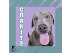 Adopt Granite a Black - with Gray or Silver Mixed Breed (Small) / Mixed Breed