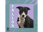 Adopt Fallon a Black Mixed Breed (Large) / Mixed dog in Ashtabula, OH (41065597)