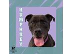 Adopt Humphrey a Black Mixed Breed (Large) / Mixed dog in Ashtabula
