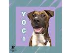 Adopt Yogi a Black Mixed Breed (Small) / Mixed Breed (Medium) / Mixed (short