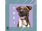 Adopt Yogi a Black Mixed Breed (Large) / Mixed dog in Ashtabula, OH (41213601)