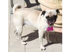 Adopt Coco a Tan/Yellow/Fawn - with Black Pug / Mixed dog in Carlsbad