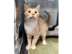 Adopt Mickey a Tan or Fawn Domestic Shorthair / Domestic Shorthair / Mixed cat
