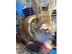 Adopt Thumper a Chocolate Other/Unknown / Mixed rabbit in Queenstown
