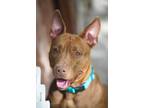 Adopt Coco a Brown/Chocolate Mixed Breed (Large) / Mixed dog in Marathon