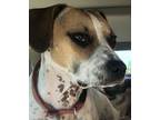 Adopt Ellie Mae a Brindle - with White American Pit Bull Terrier / Boxer / Mixed