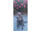 Adopt Blu3 a Gray/Silver/Salt & Pepper - with White American Pit Bull Terrier /
