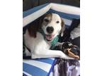 Adopt Barnabee a White - with Brown or Chocolate Foxhound / Mixed dog in