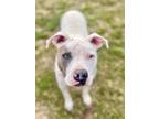 Adopt Bugs a White - with Brown or Chocolate American Pit Bull Terrier /
