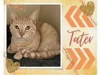 Adopt Tater a Orange or Red Domestic Shorthair / Mixed cat in Hamilton