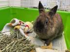 Adopt Shaneka a Chocolate Lionhead / Other/Unknown / Mixed rabbit in Windsor