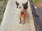 Adopt Ruby a Tricolor (Tan/Brown & Black & White) Australian Cattle Dog / Mixed