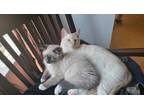 Adopt Mooshu a White (Mostly) Domestic Shorthair / Mixed (short coat) cat in