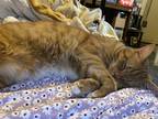Adopt Bob a Orange or Red Tabby Domestic Shorthair / Mixed (short coat) cat in