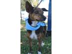 Adopt JANICE a Brindle - with White Rat Terrier / Mixed dog in BELL GARDENS