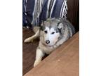 Adopt Molly a Gray/Blue/Silver/Salt & Pepper Husky / Mixed dog in Douglasville